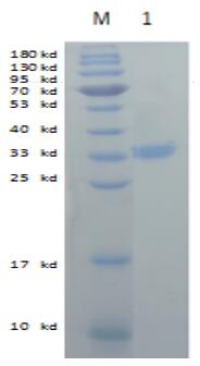 Reducing 12% SDS-PAGE analysis profile of purified WDR61 (CBB stained)